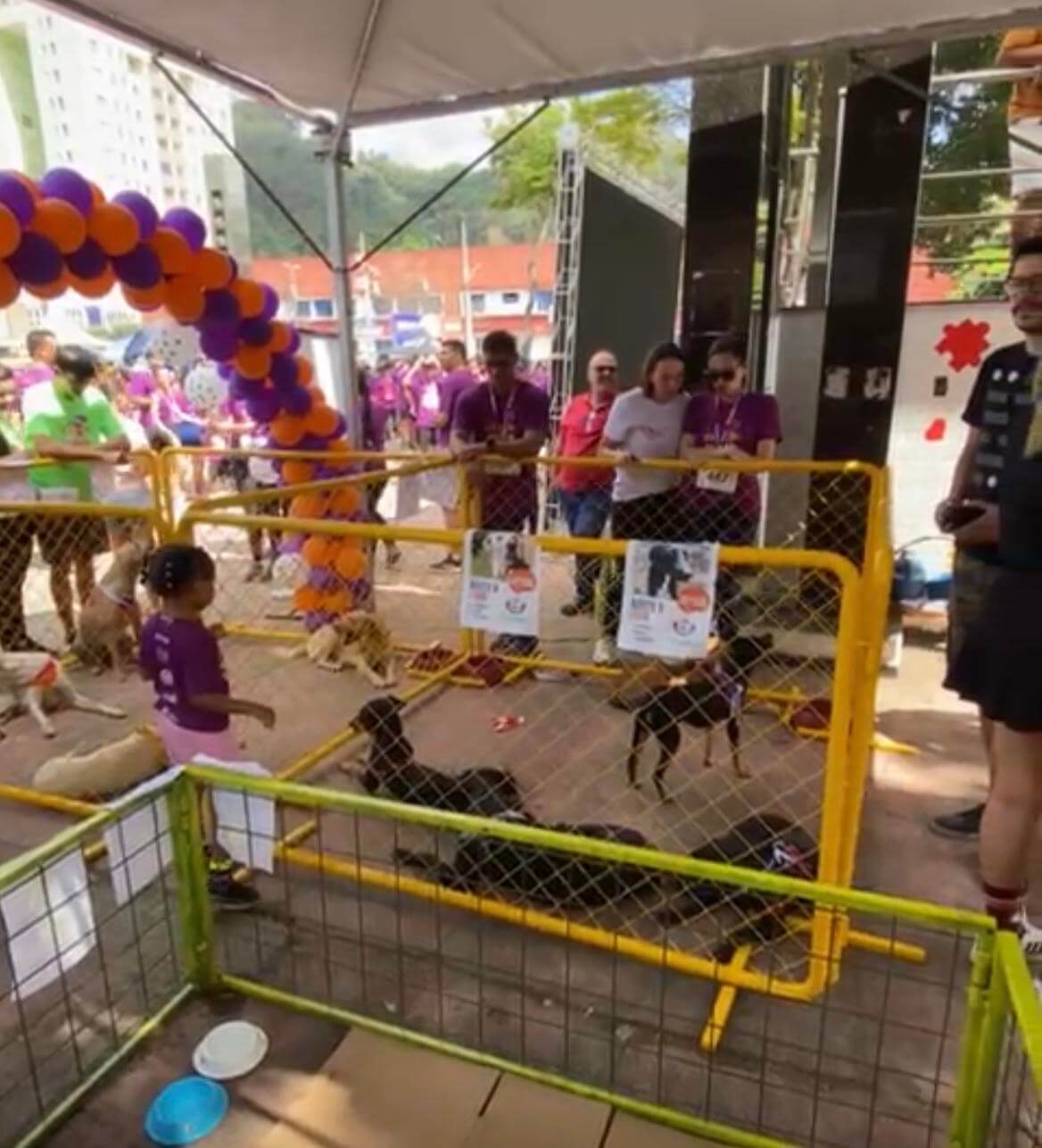 Timóteo sedia evento de adoção animal com 22 cães e gatos soaquinoticias